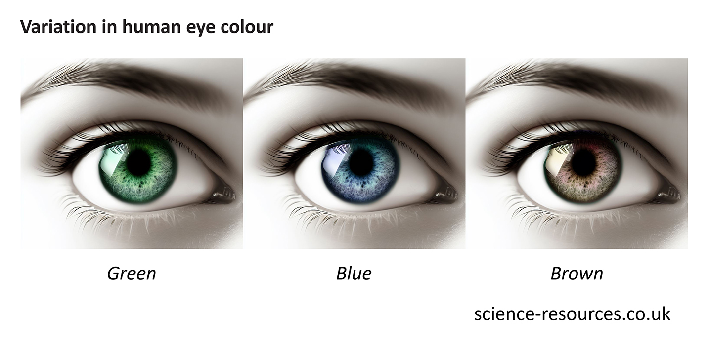 Image showing variation in human eye color.