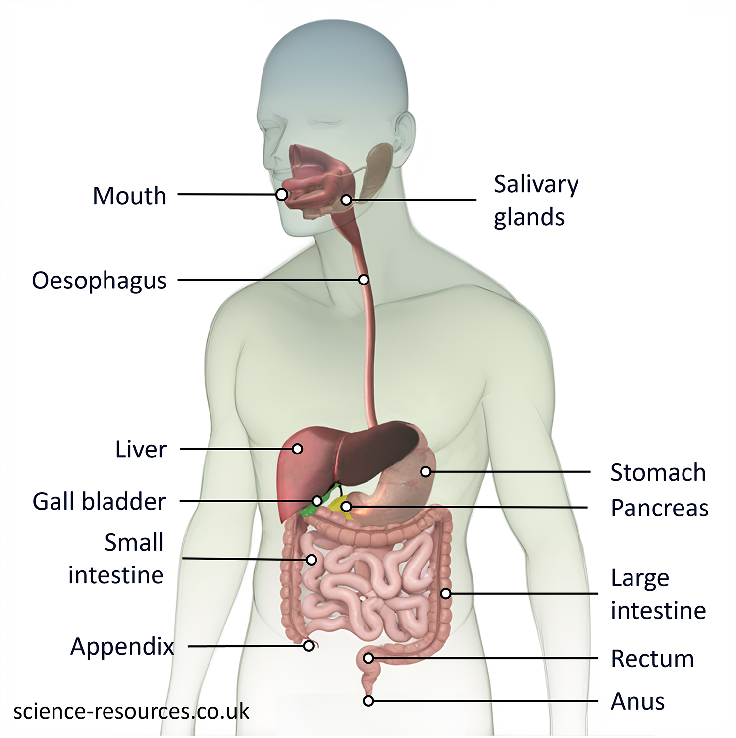 Digestive system Diagram showing the parts of the digestive system